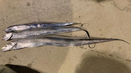 淡路島観光ホテルでタチウオ開幕？！